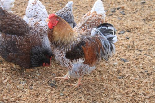 12+ BLUE LACED RED WYANDOTTE  hatching eggs/Foley lines