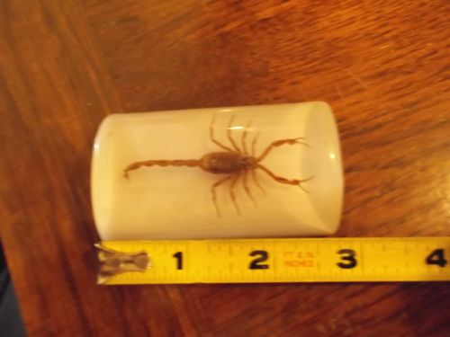 SMALL SCORPION PAPERWEIGHT