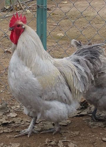 10+ Lavender Orpington Chicken Hatching Eggs