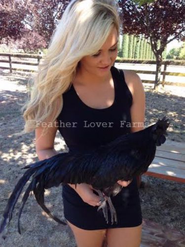 6 Ayam Cemani Rare Chicken Hatching Eggs ~ Greenfire, Guarantee 6 Black Chicks!