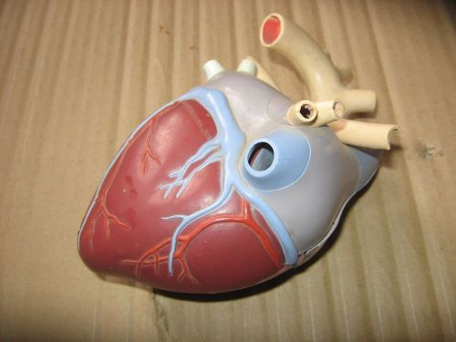 Vintage 1959 MERCK &amp; CO INC Heart Model Educational Dr Office Sample