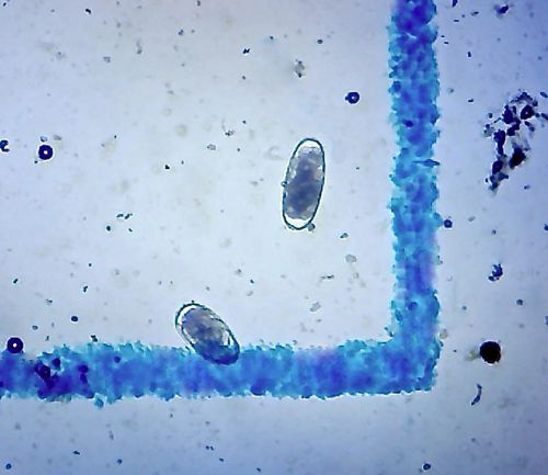 4 Worm Count Microscope Slides - McMaster