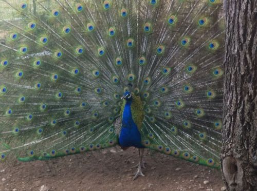 6 India Blue Peacock Hatching Eggs (Pre Sale)