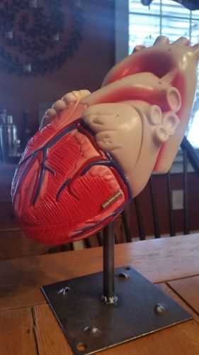 Denoyer Geppert - U81 Human Heart Anatomical Model