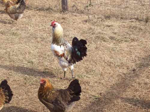 12 **AMERICANA**  Hatching Eggs NPIP CERTIFIED (easter egger)