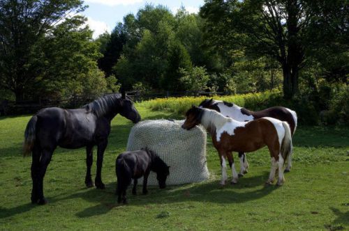 Slow Bale Buddy Slow Feeder Size Large Feed Hay Horses Equine Small Mesh Net