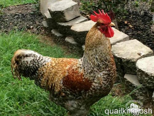 6+ German Bielefelder Chicken Hatching Eggs Greenfire Farms Lines NPIP Free Ship