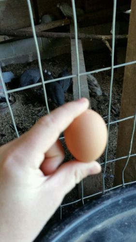 Guinea hatching eggs