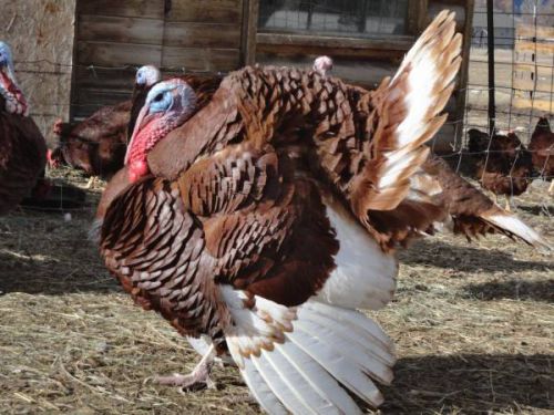 5 bourbon red turkey hatching eggs, a.p.a. standard bred flock, npip, ai clean for sale