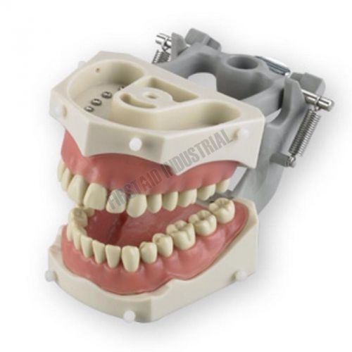 SM-PVR-860 Articulated Soft Gingiva Dentoform