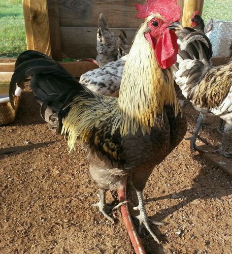 12 Blue isbar chicken hatching eggs NPIP