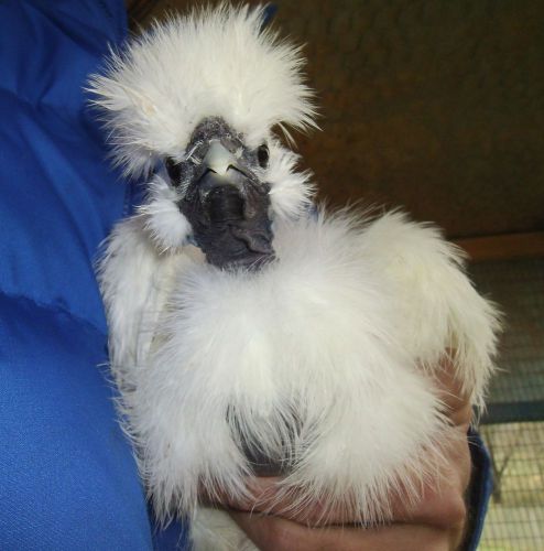 6 + WHITE SILKIE SHOWGIRL BANTAM HATCHING EGGS BOWTIES NPIP