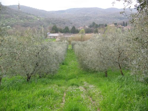 TERRENO AGRICOLO 4000 MQ CIRCA CASTEL MADAMA 160 PIANTE CIRCA - VERO AFFARE