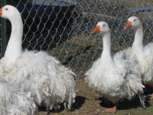 2 Sebastopol geese hatching eggs