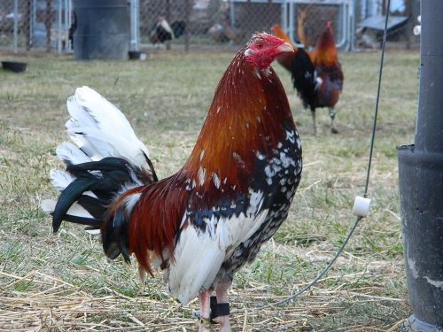 8  &#034; Whitehackle &#034;Gamefowl Hatching Eggs ....