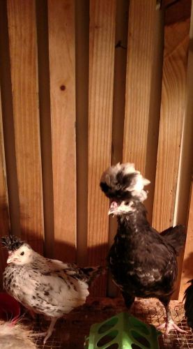 6 FANCY POULTRY MIX HOUDAN APPENZELLER POLISH SILKIE HATCHING EGGS CUCKOO NPIP