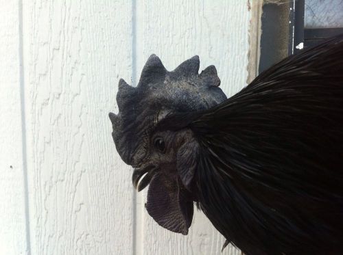 6 Pure Ayam Cemani Chicken Hatching Eggs