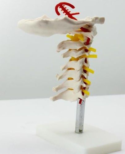 Human Anatomical Cervical Vertebra teach Model Carotid Artery Flexible 102