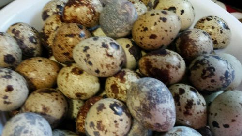 4 Dozen (48+) Coturnix Quail Eggs