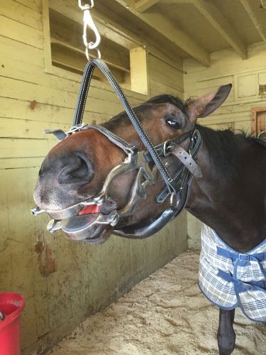 Equine Dental Ring /Halter