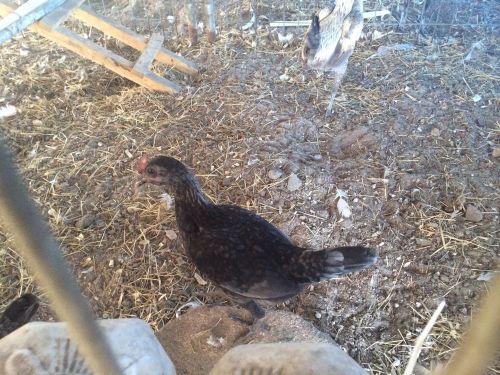 12++ Rare Modern Game Bantam Hatching Eggs