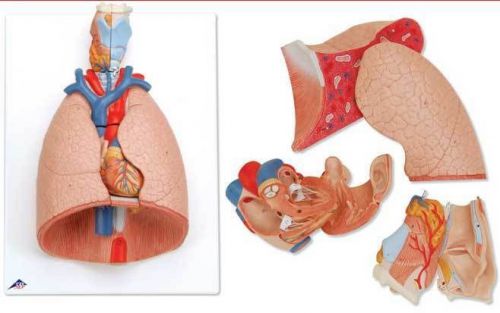 human respiratory model