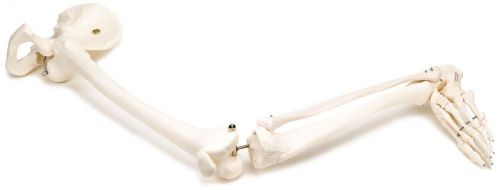 3B Scientific A36L Left Leg Human Skeleton with Hip Bone Anatomy Medical School