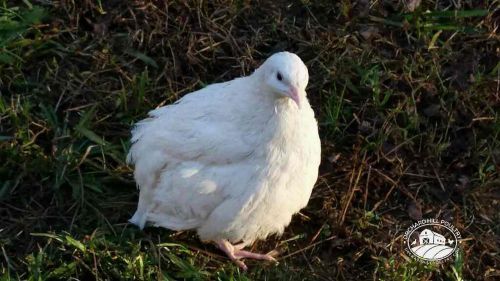 25+ james marie jumbo texas a&amp;m coturnix quail hatching eggs for incubation npip for sale