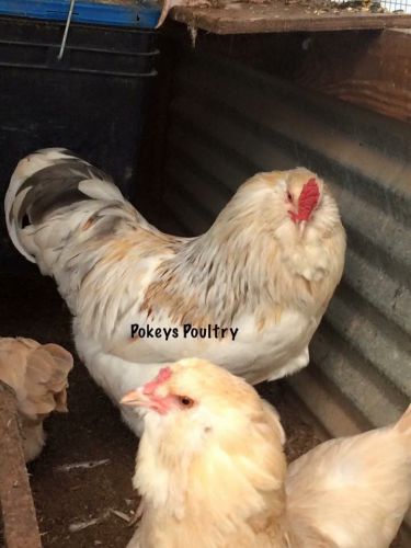 Ameraucana Eggs Splash Wheaten