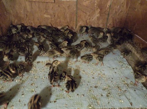 100+20% extras jumbo brown phoroah Coturnix Quail Hatching Eggs,..,