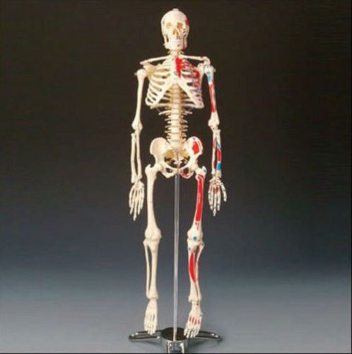 HUMAN BODY SKELETON ANATOMICAL ANATOMY QUALITY MEDICAL MODEL NURSING SCHOOL BONE