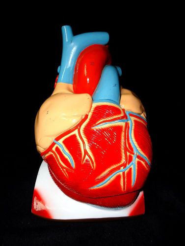 Denoyer Geppert - A41 Giant Heart Pericardium &amp; Diaphragm Anatomical Model
