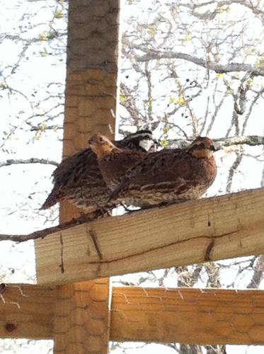 100 Bobwhite Quail Eggs Plus Extras