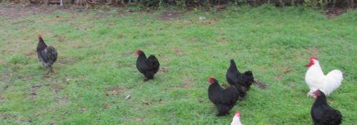 Cochin Bantam Hatching Eggs 12+ eggs mixed colors