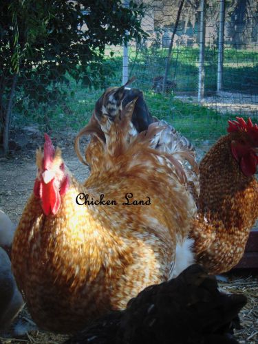 12+ RED/RED CUCKOO ENGLISH ORPINGTON HATCHING EGGS