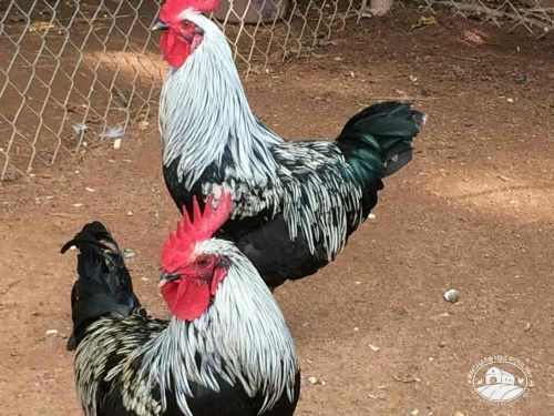 6+ Swedish Isbar Chicken Hatching Eggs-Greenfire New Bloodline! NPIP Free Ship!