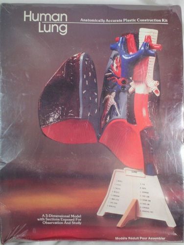 Lindberg Human Lung Model Anatomically Accurate Construction - Sealed - Boxwear