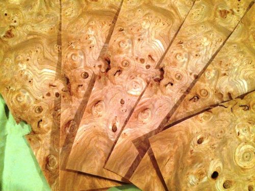 6 leafs of carpathian elm @ 15.25 x 7 wood veneer  #v1610 for sale