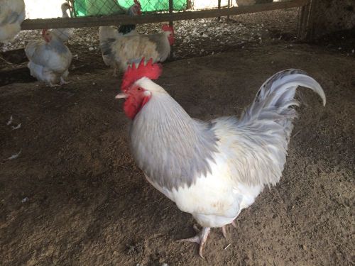 12++ Rare Lavender Coranation Sussex Hatching Eggs