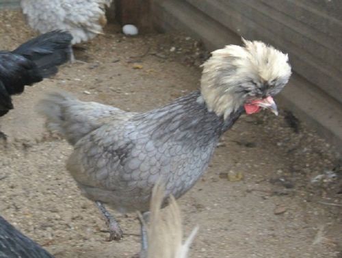 8 WHITE CRESTED BLUE POLISH  hatching eggs SUPER SHOW QUALITY BIRDS