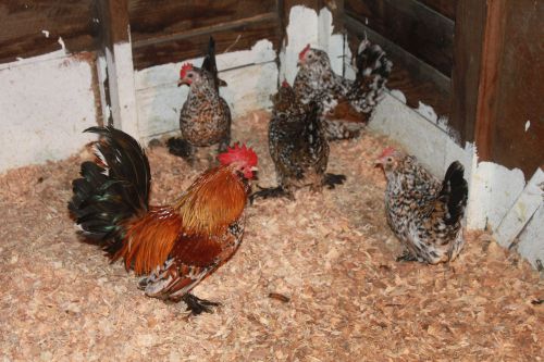 12+ Mille Fleur D&#039;Uccle hatching eggs