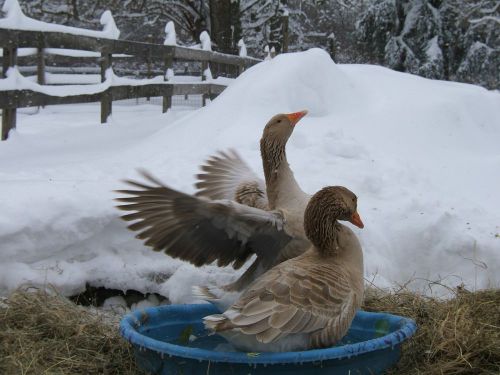 4 rare american buff goose hatching eggs, laying now, not a presale for sale