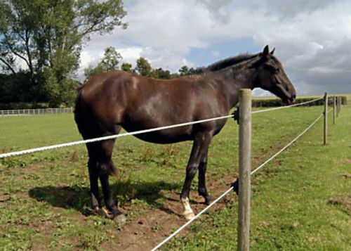 Horse equi rope fence equine 4mm x 656 feet ranch farm stable barn white dare for sale