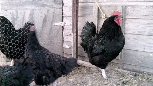 BLACK JERSEY GIANT FERTILE HATCHING EGGS